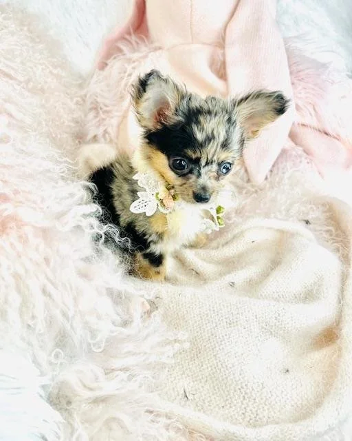 CHIHUAHUAS PUPPIES FOR SALE    TEACUP  CHRISTY     $4,550.00    #157-7