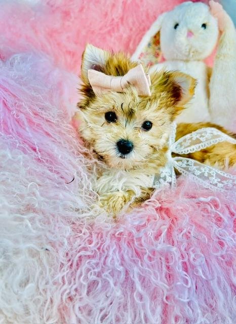 DITI   MORKIE   FEMALE   TEACUP     $4,550.00   #173