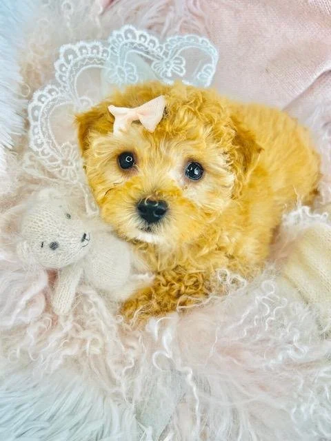 FEMALE POODLE   PUPPY  $3,950.00  #151