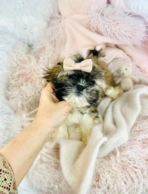 shih tzu puppies 2534.jpg