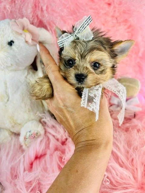 JACK     TEACUP  YORKIE   MALE PUPPY   $4,550.00   #1442