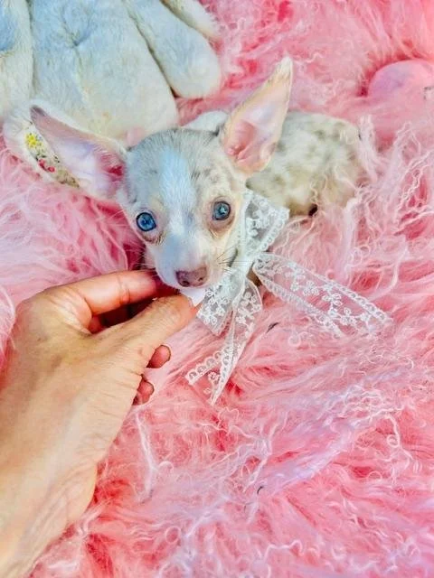 CHIHUAHUA    FEMALE   CHARO    $3,550.00    #787-3
