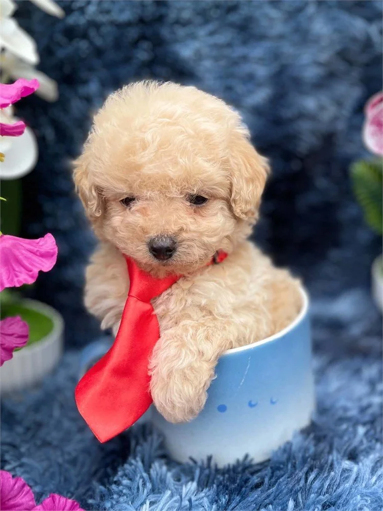 POODLE    MALE  PUPPY TEACUP/POCKETBOOK     PIPO      $4,950.00     #1725