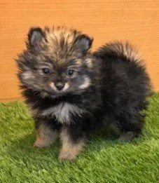 FEMALE  POMERANIAN  PRECIOUS   $.3,950.00    #T125-5