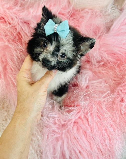 POMERANIAN PUPPIES      PRIS       $3,050.00     #1473