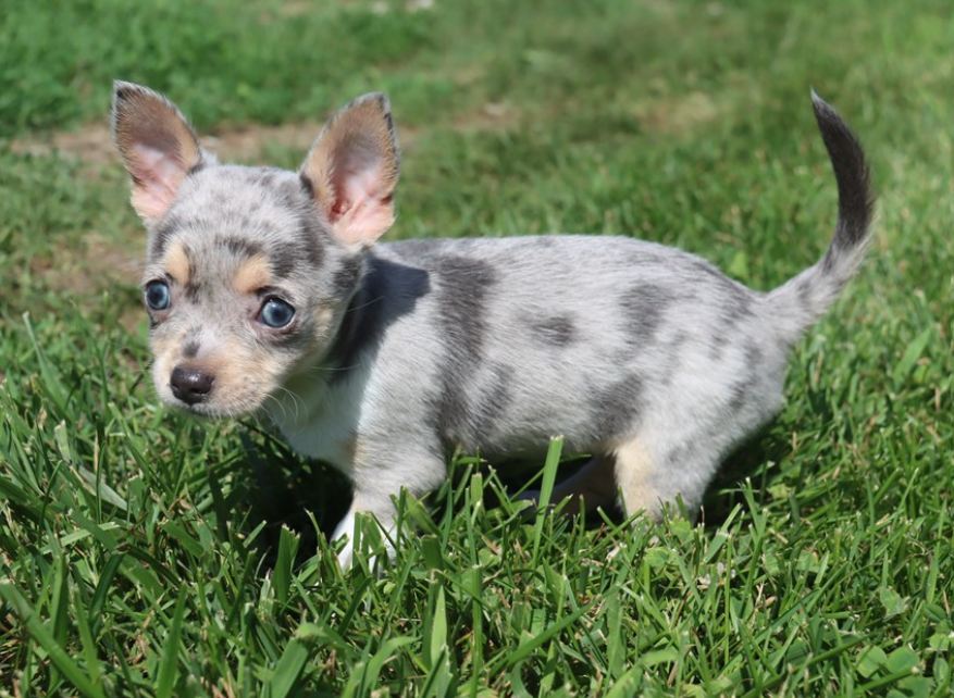DEBRA   CHIHUAHUA  FEMALE   $4,550.00   #1787