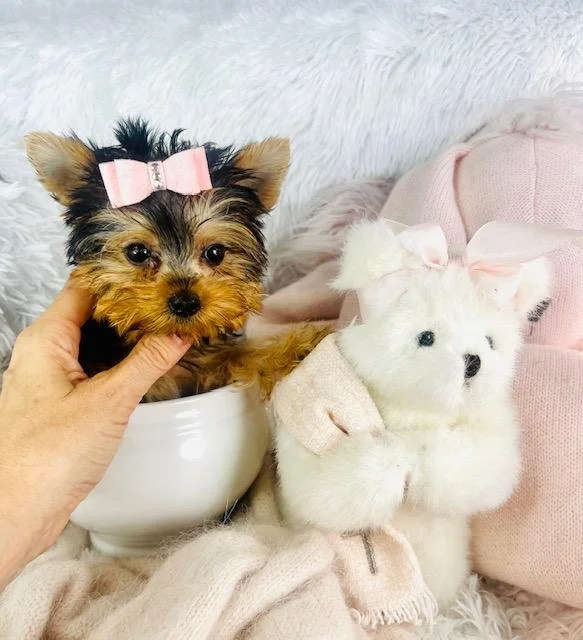 JORJA TEACUP/POCKET FEMALE YORKSHIRE TERRIER $4,550.00 #1278147-7