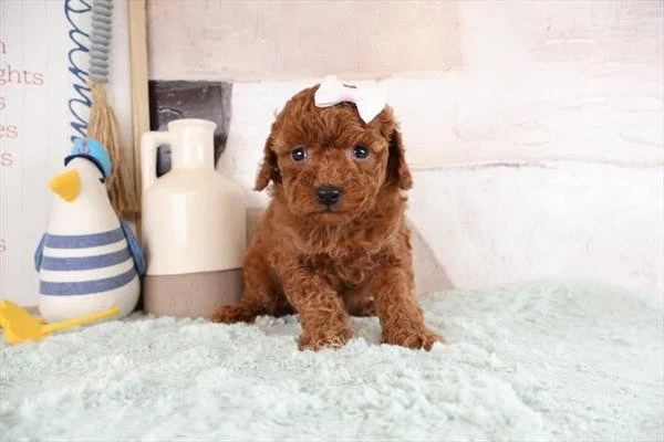 POODLE    FEMALE  MINI     PIPA    3,050.00     #1725