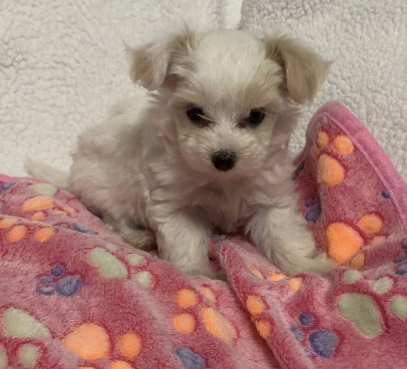 DELILAH   TEACUP    MALTIPOO     $3,550.00   #157