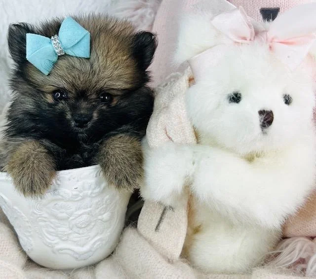 TEACUP PUDDIN MALE $4,950.00 #T187778-8