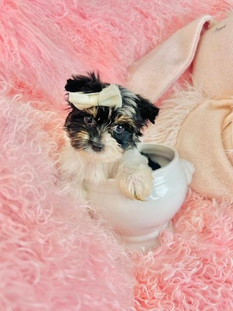 JAM   BIEWER  TEACUP/POCKETBOOK YORKIE MALE PUPPY   $4,950.00   #158