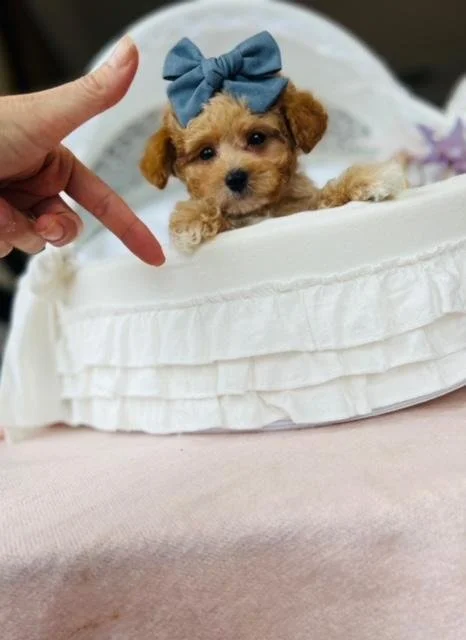 poodle-puppies-for-sale-florida.jpg