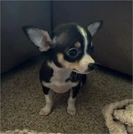 CHIHUAHUAS    FEMALE   TEACUP/POCKETBOOK  CATIE    $3,950.00    #12411