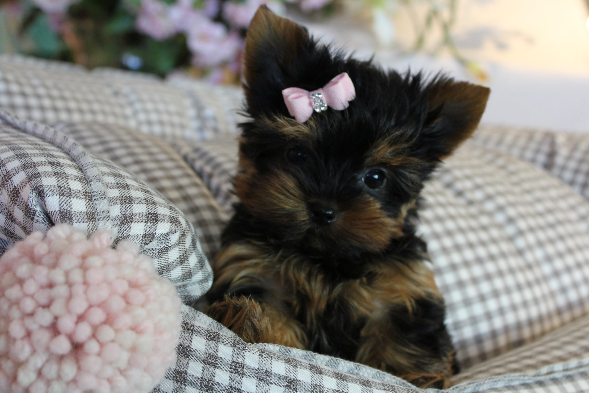 Scotchi, it's a tea cup dog  Cute baby puppies, Baby puppies, Puppies