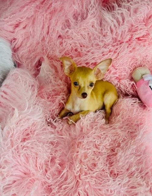 CHIHUAHUA    FEMALE  TEACUP  CHICHI     $3,550.00    #1227