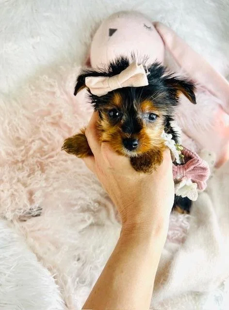 FEMALE   YORKIE PUPPY   JASPY  $3,550.00   #1425-5