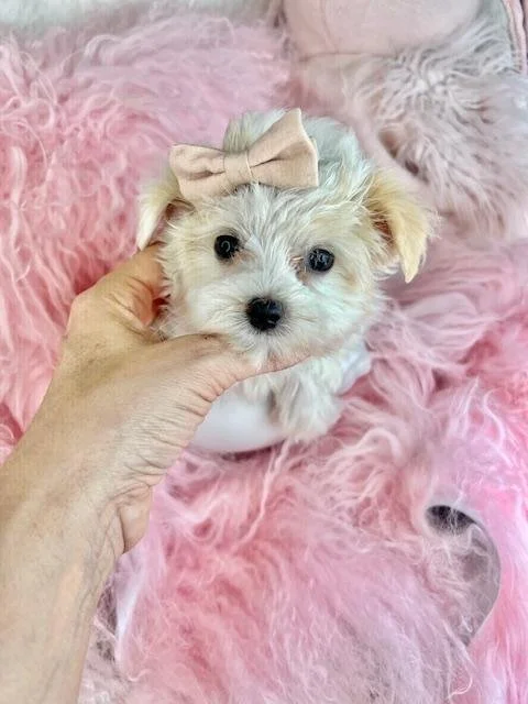 DELILAH   TEACUP    MALTIPOO     $3,550.00   #157