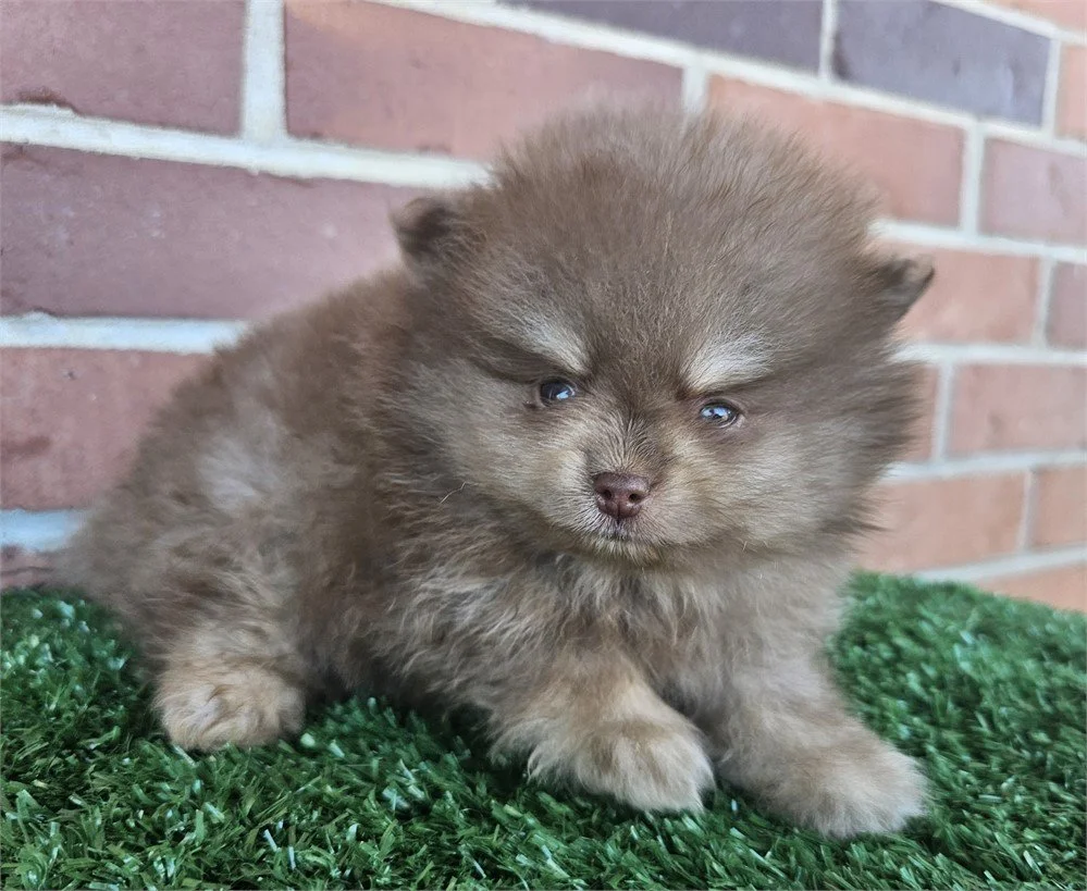 POMERANIAN  PETE    $4,550.00     #T12155-5