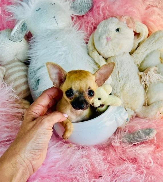 DEM    TEACUP/POCKETBOOK FEMALE CHIHUAHUA    $5,950.00   #187