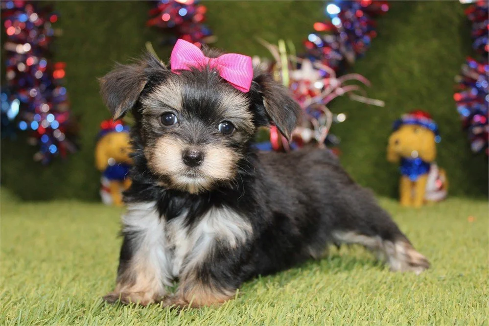 DIVA TINY TOY MORKIE FEMALE $2,950.00 #1258585-5