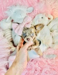 CHARO  TEACUP FEMALE CHIHUAHU PUPPY  $4,950.00    #787-3