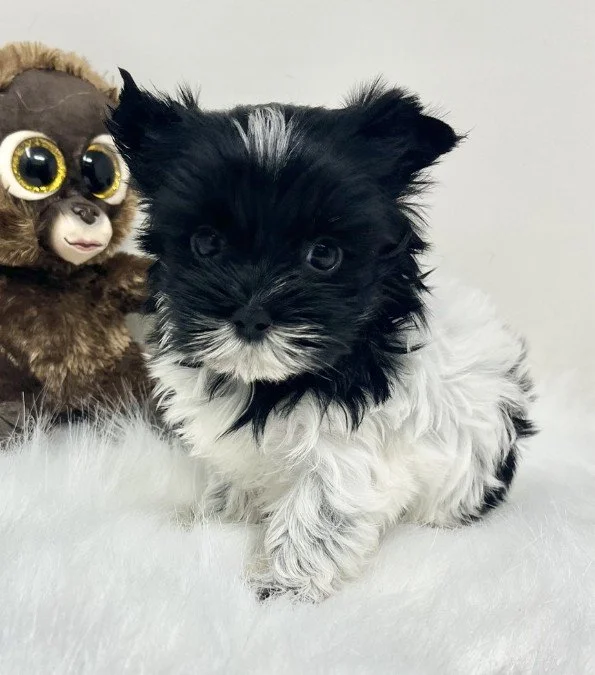 MALE TEACUP/POCKETBOOK YORKIE JONO $5,050.00 #15747-7
