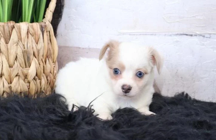 CHIHUAHUA MALE TINY TOY COCO $2,950.00 #15744-7