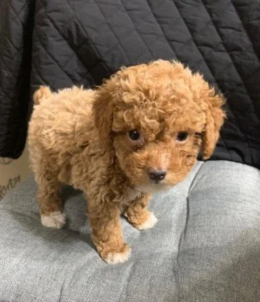 FEMALE  POODLE    PANZ   $3,950.00   #17727-8