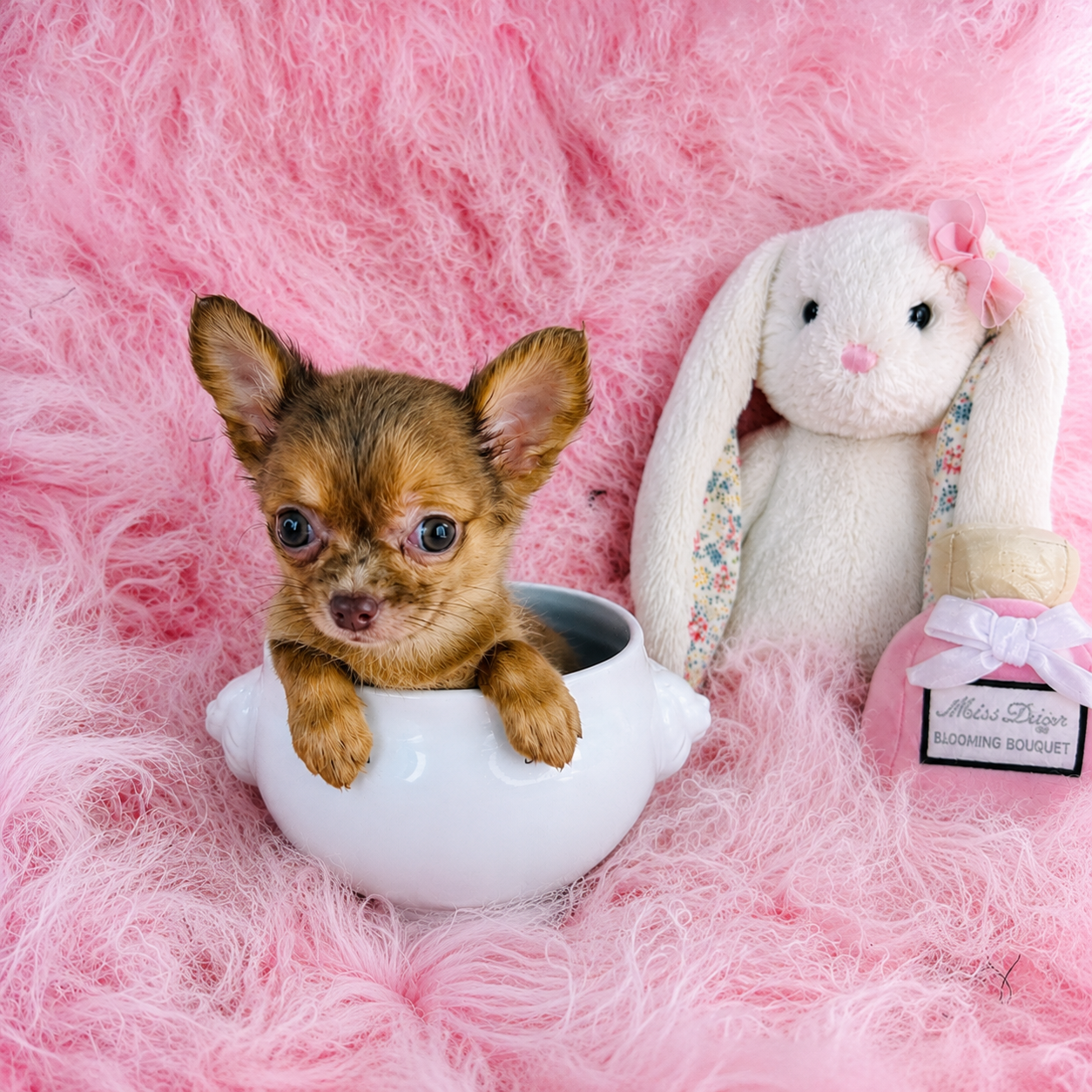 CHIHUAHUA  FEMALE  TEACUP   CONNIE      $2,950.00      #12587-8