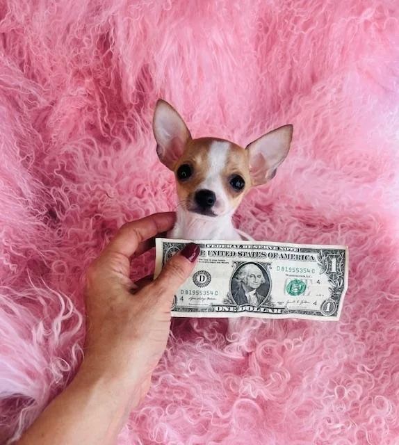 CHIHUAHUA  FEMALE  TEACUP/POCKETBOOK   CASEY    $3,950.00      #127