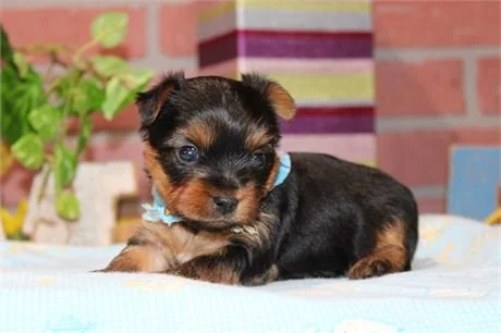 JOEY     TEACUP   YORKIE MALE   $3,950.00   #139