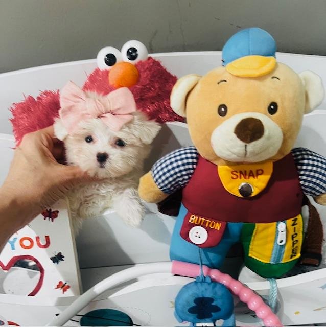 POCKET/TEACUP MALTESE PUPPY NINA $5,950.000 #T44474-4