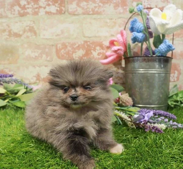POMERANIAN FEMALE PUPPY  PINKY   TEACUP   $3,950.00      #122