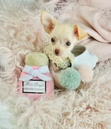 CHIHUAHUAS PUPPIES FOR SALE    TEACUP/POCKET   CATIA    $3,550.00    #128