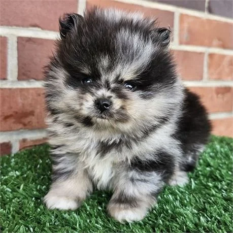 MALE   POMERANIAN  POSH   $4,550.00     #T2874-4