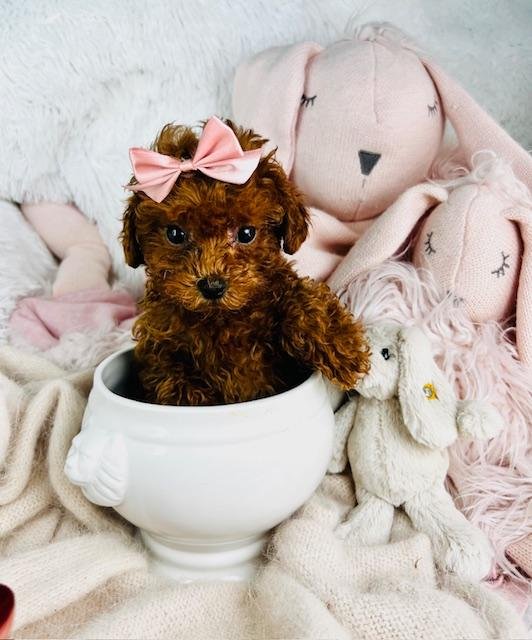 FEMALE TEACUP/TINY TOY PAMY $3,950.00 #127787-7
