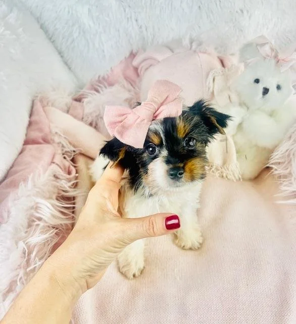 YORKIE FEMALE TEACUP/TINY TOY PEANUT $3,050.00 #1758-8