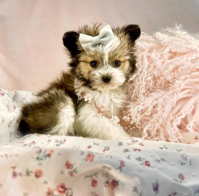 designer-breeds-boca-raton.jpeg