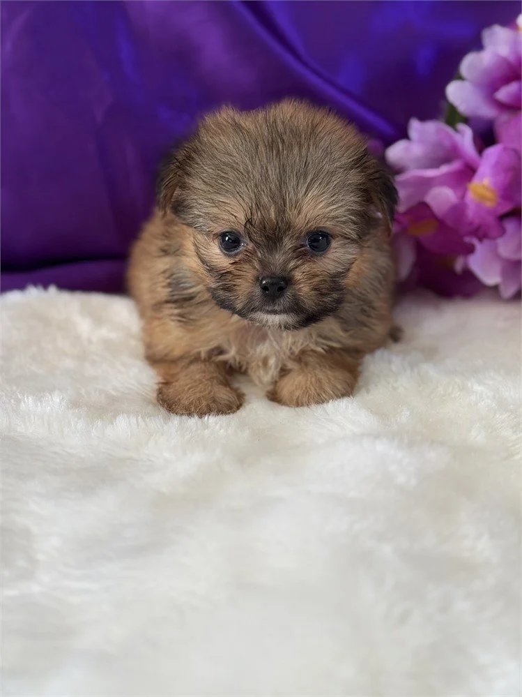 DENISE POMERANIAN /SHIH TZU FEMALE $3,050.00 #17874-7