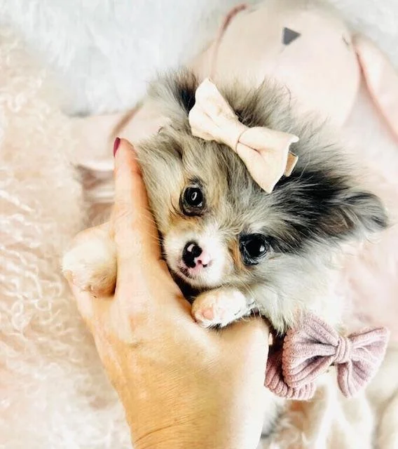 POKA   TEACUP      $4,550.00   #T1254-4