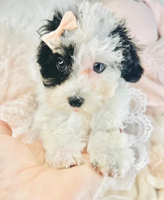 FEMALE POODLE   PEACHES      $3,550.00    #125