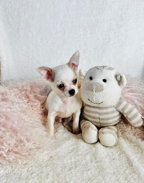 CHIHUAHUA MALE TEACUP/TINY TOY DOG CYRUS $1,950.00 #124744-4