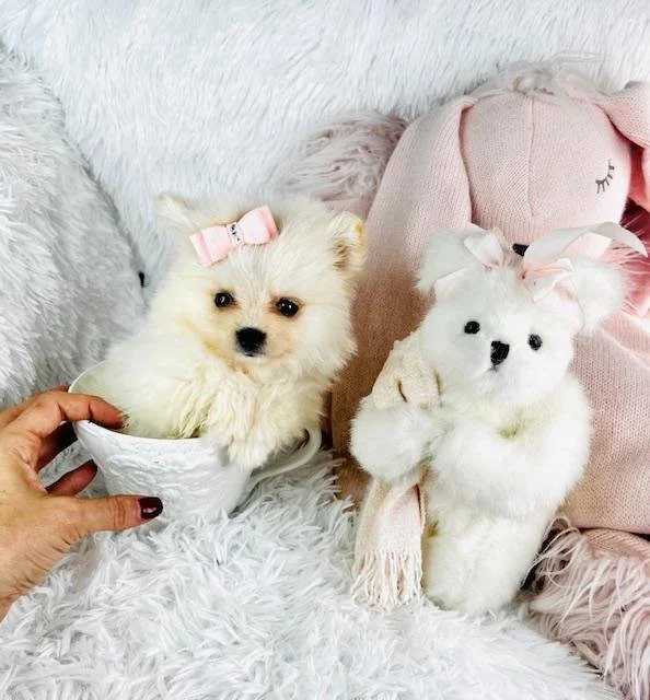 white-pomeranian5.jpg