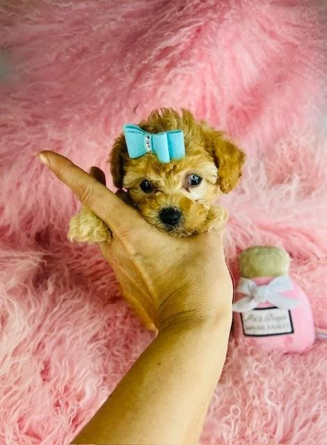 FEMALE POODLE   PEACHES  TEACUP      $4,550.00    #1258