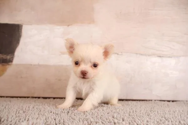 KENNY   TEACUP/POCKETBOOK MALE   $3,950.00   #2471