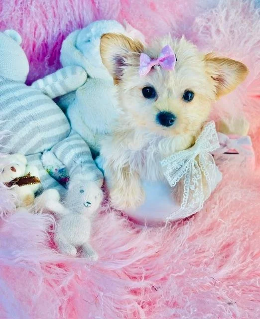 DAR   FEMALE  TEACUP MORKIE   $3,550.00   #177