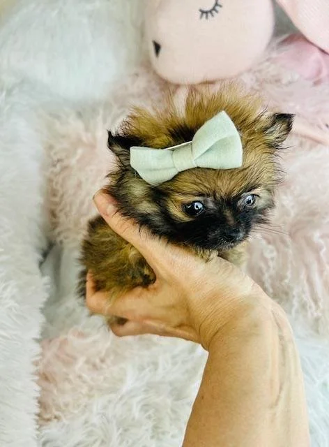 POMI   TEACUP/POCKETBOOK  POMERANIAN FEMALE   $4,950.00    #T144-4