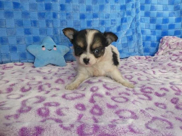 CHIHUAHUA  MALE   CIRIUS     $3,950.00   #174