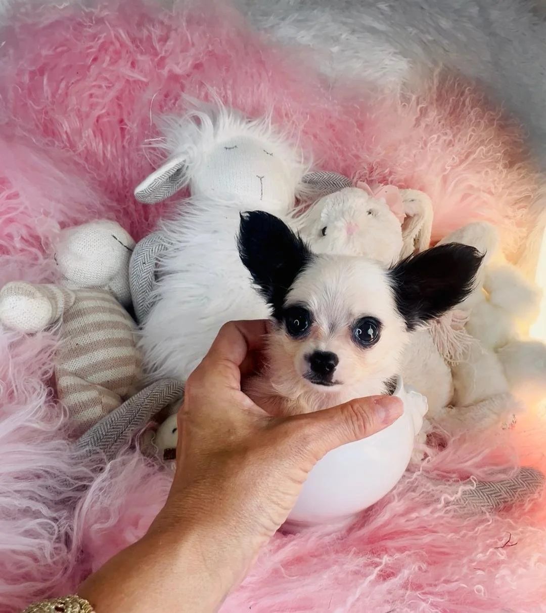 CASEY   FEMALE  TEACUP CHIHUAHUA    $4,550.00      #127