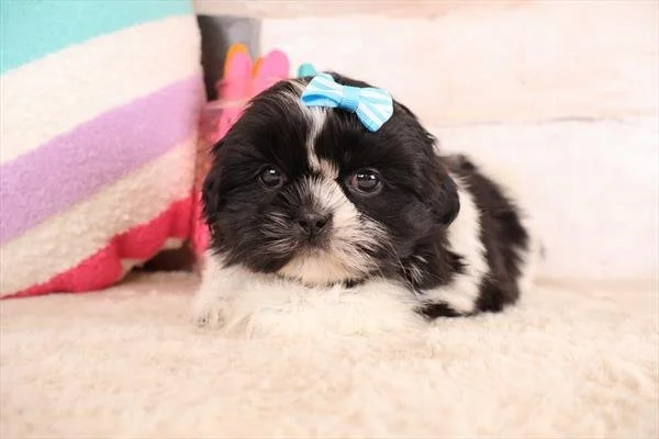 FEMALE SHIH TZU PUPPY   SOY     $2,550.00   #T15